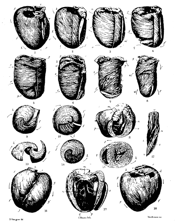 Figure 1: dissections and photographs of the human heart